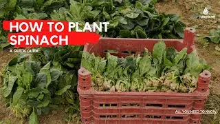 How to plant spinach with 100% success