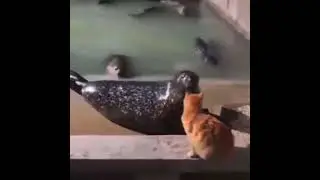 кот ударил тюленя