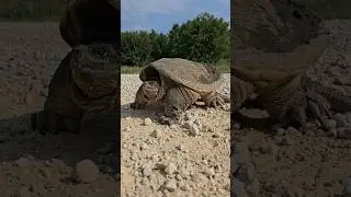 Big snapper turtle! #snappingturtles #savetheturtles #homestead
