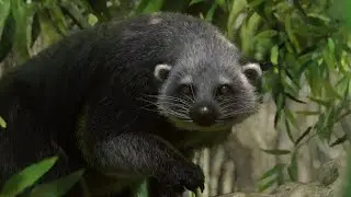 {PLANET ZOO} Binturong Habitat Build