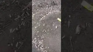 Что творит БИОЗ в овчинном городке!!!!! Господа чиновники уберите это предприятие за город