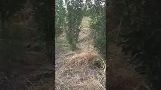 натиҷаи парвариши себи КРЕПСОН  дар ҷойҳои гарм.