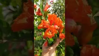 Цветение граната #гранат