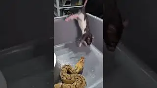 pit viper vs bird viral video