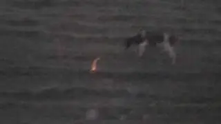 scaring a cow