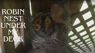 Robin Nest Under my Deck