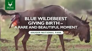 A blue wildebeest in the process of giving birth