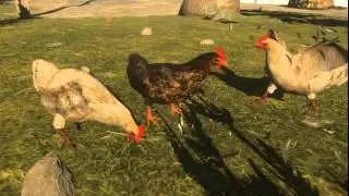 Chickens