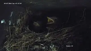Robin first of 4 to leave nest after mum entices  out with food ￼