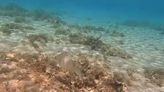 Крепкошипый геррес в Красном море