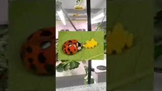 Принимаю РОДЫ у Божья коровки ! Личинки против тли: мой опыт.