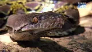Austin Stevens - Der Menschenfresser Python (1/5)