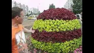 Топиарий
