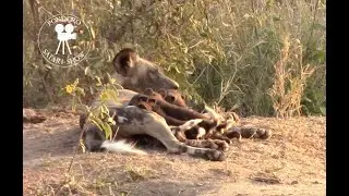 Wild dog puppies drinking at den