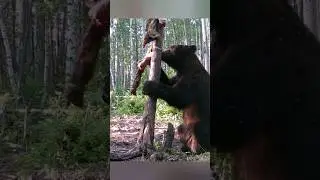 ПАРФЮМ ДЛЯ МЕДВЕДЯ. 