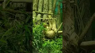 Ленивец ❤ (я в воскресенье 😊) #shortvideo#shorts#ленивец