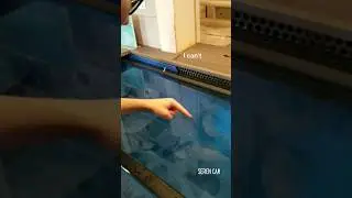 Touching Jellyfish! #travel #fun #aquarium #jellyfish