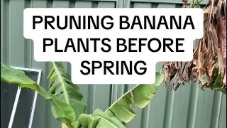 How I prune my banana plants before spring