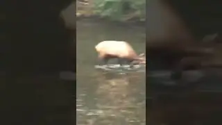You just never know what you’re gonna see on the river #fishing #fishinglife