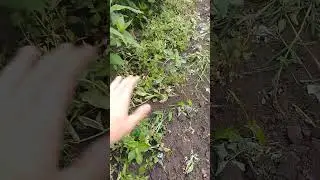 Горох. Урожай 2024
