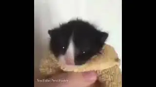 Man and cat having a discussions about the rip to skin