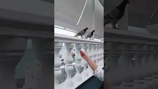 Вот это чайки😁