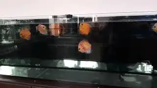дискусы