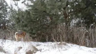 Работа лаек по белке