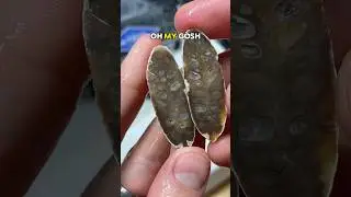Agatized Pinecone (fossil) cut open 🤯