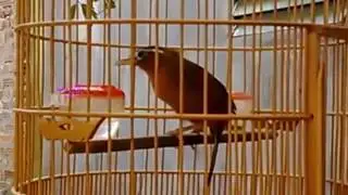 Họa mi mái thúc trống căng lửa hót hay