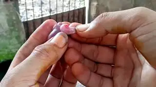 Kỹ thuật thiến heo rừng lai