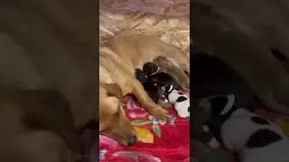 Люсьен радуется щенкам