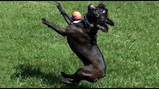 Funny cats and dogs video #18 🤣