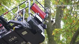 Kat spring uit zes meter hoge boom. Brandweer nakijkern
