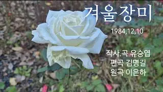 겨울장미-신윤정 (원곡 이은하) a winter rose
