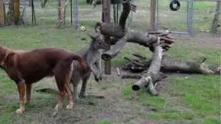 Dog BEGs kangaroo to 