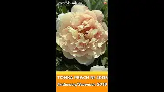 Пион Tonka Peach / Сад Ворошиловой #shorts #tonkapeach #садворошиловой #цветы #пионы #peony