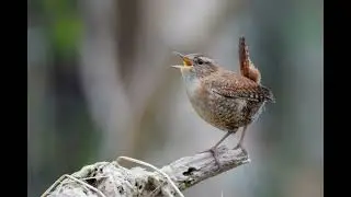 30 Minutes of Relaxing Bird Sounds for Stress Relief & Focus  Calming Nature Ambience