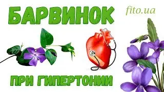 Periwinkle herb - recipes, description, what diseases it treats, how to prepare