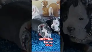 АМ.булли покет-все документы 