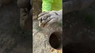 Unexpected Visitor at Work #shorts #animals #construction