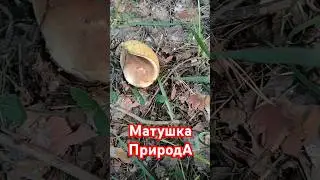Матушка Природа.
