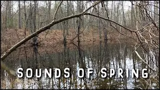 Sounds of Spring - Wilton Ponds