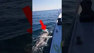 Wie ein Schwimmer während einem Marathon trinkt #shorts