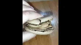 Макарон. Больше нет, не правильных макарон.