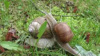 Виноградная улитка (Helix pomatia, Edible snail)