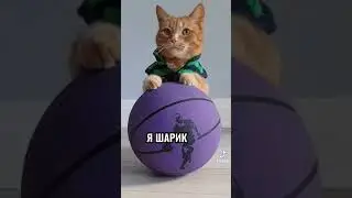 вся жизнь кота  # котик не гей
