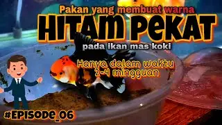 PAKAN YANG MEMBUAT WARNA HITAM PEKAT - IKAN MAS KOKI - AGAR TIDAK MUTASI KE WARNA ORANGE ATAU PUTIH