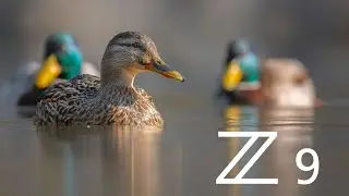 Nikon Z9 - první snímky