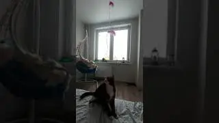 Кот и перья -  хочет играть